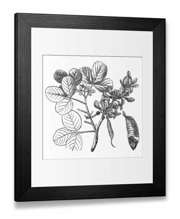 Framed Print : Flame-of-the-forest, bastard teak (Butea monosperma) Framed Print : Flame-of-the-forest, bastard teak (Butea monosperma)