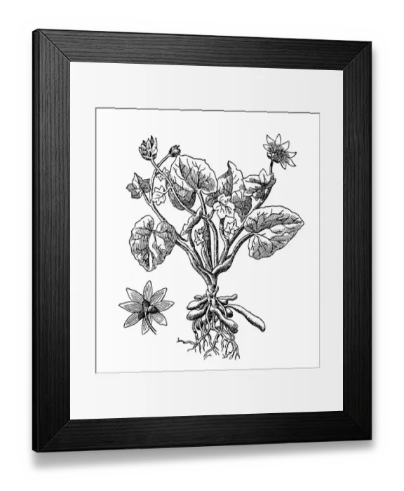 Framed Print : Lesser celandine (Ranunculus ficaria)