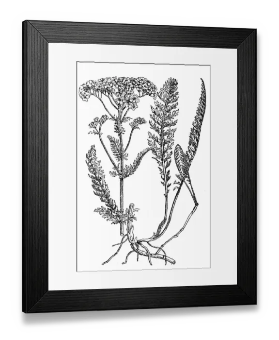 Framed Print : Yarrow plant, milfoil Framed Print : Yarrow plant, milfoil