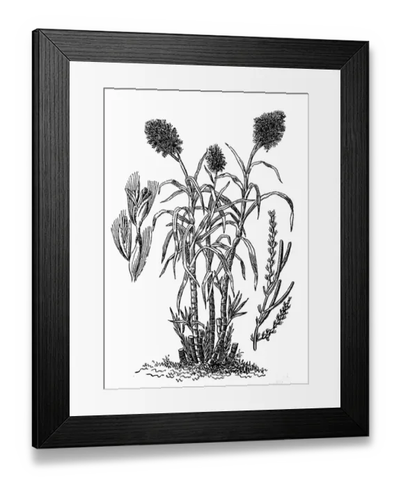 Framed Print : Sugarcane (Saccharum officinarum) Framed Print : Sugarcane (Saccharum officinarum)