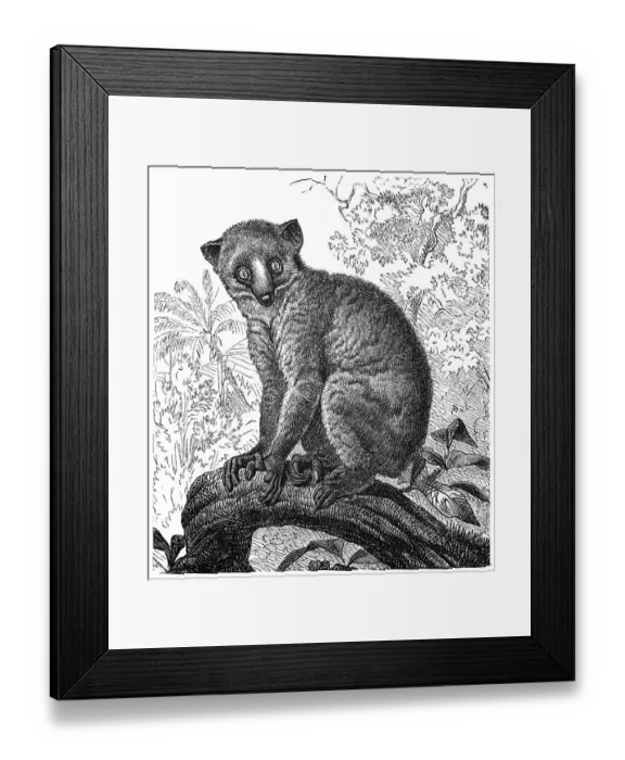 Framed Print : Calabar angwantibo (Arctocebus calabarensis)