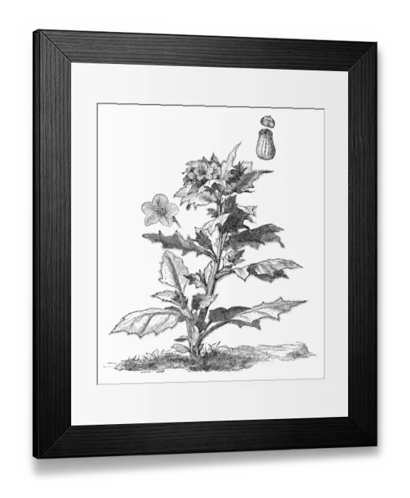 Framed Print : Henbane (Hyoscyamus niger) Framed Print : Henbane (Hyoscyamus niger)