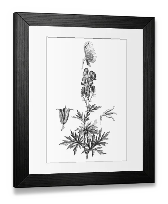 Framed Print : Monkshood (Aconitum napellus) Framed Print : Monkshood (Aconitum napellus)