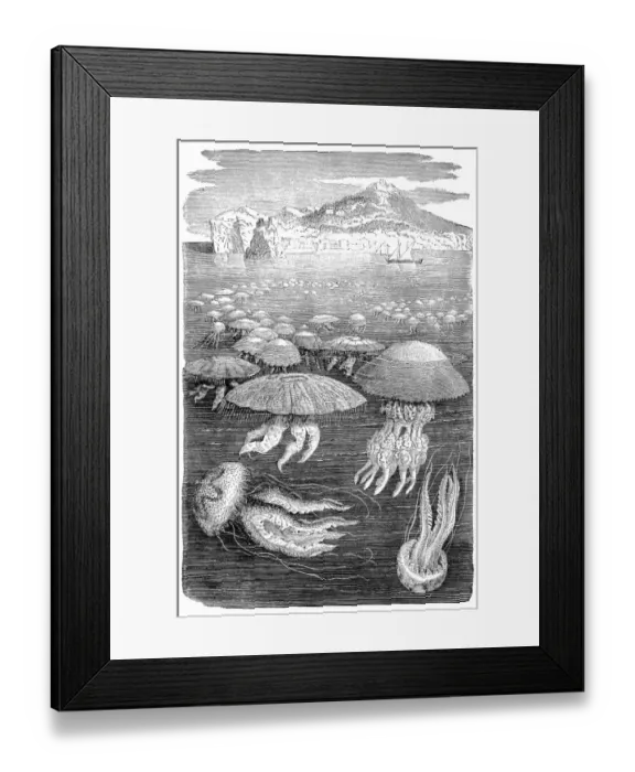 Framed Print : Jellyfish meduse engraving