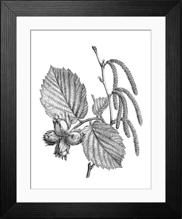 Framed Print : Common hazel (Corylus avellana) Framed Print : Common hazel (Corylus avellana)