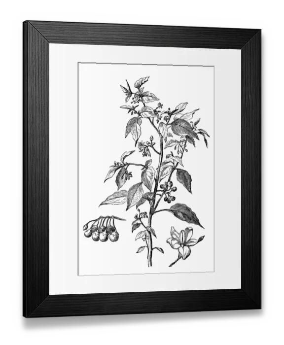 Framed Print : European black nightshade (Solanum nigrum) Framed Print : European black nightshade (Solanum nigrum)