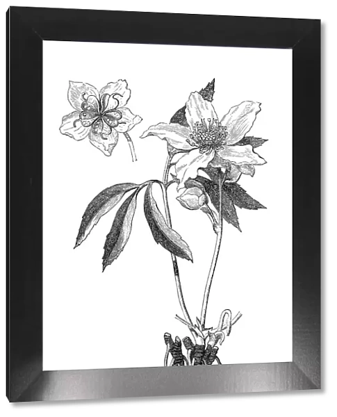 Christmas rose, black hellebore (Helleborus niger)