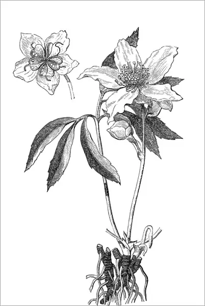 Christmas rose, black hellebore (Helleborus niger)