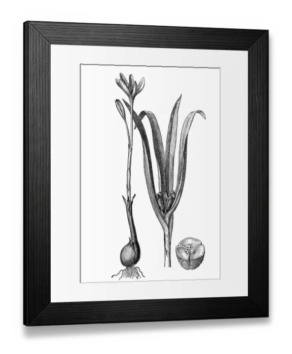 Framed Print : Autumn crocus, meadow saffron (Colchicum autumnale) Framed Print : Autumn crocus, meadow saffron (Colchicum autumnale)