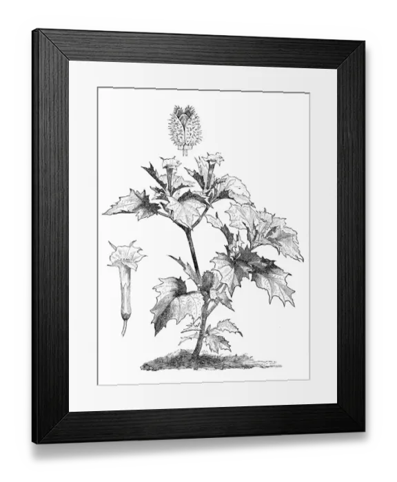 Framed Print : Jimson weed (Datura stramonium) Framed Print : Jimson weed (Datura stramonium)