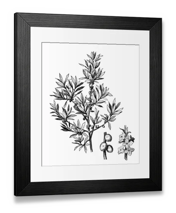 Framed Print : February daphne, mezereon, mezereum, spurge laurel or spurge olive (Daphne mezereum)