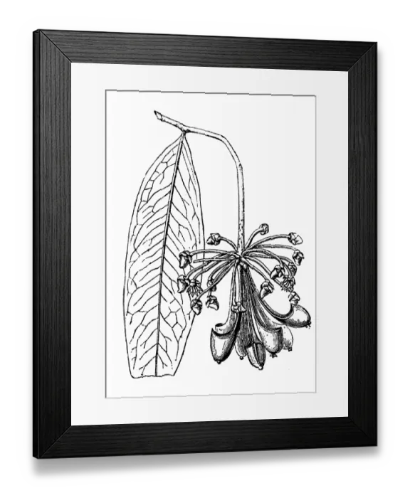 Framed Print : Marcgravia picta Framed Print : Marcgravia picta
