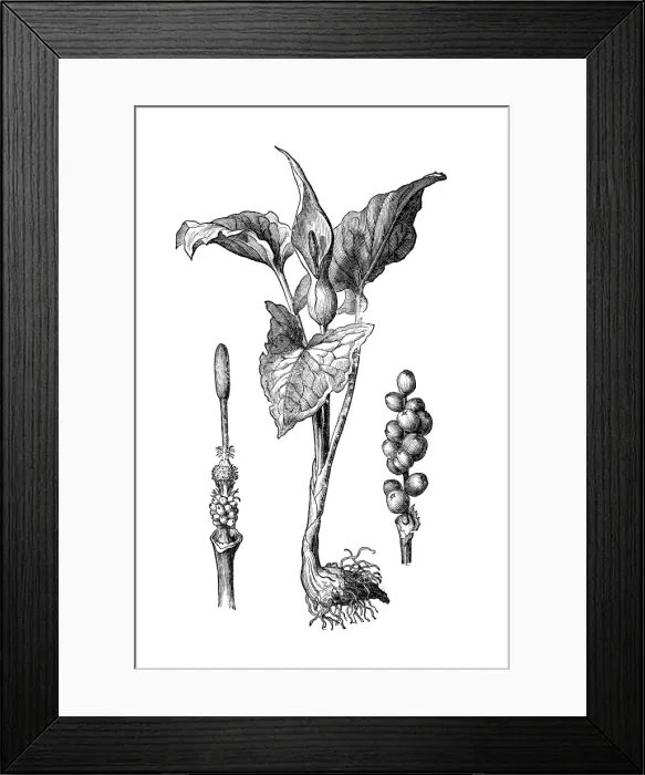 Framed Print : Snakeshead, adders root, arum (Arum maculatum) Framed Print : Snakeshead, adders root, arum (Arum maculatum)