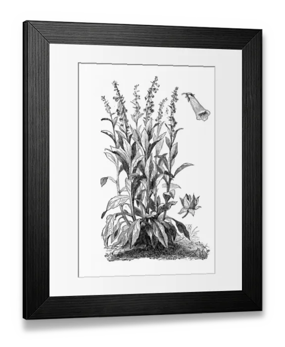 Framed Print : Foxglove, ladys glove (Digitalis purpurea) Framed Print : Foxglove, ladys glove (Digitalis purpurea)