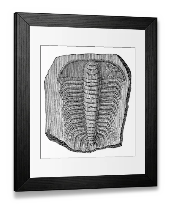 Framed Print : Trilobite (Asaphus caudatus)