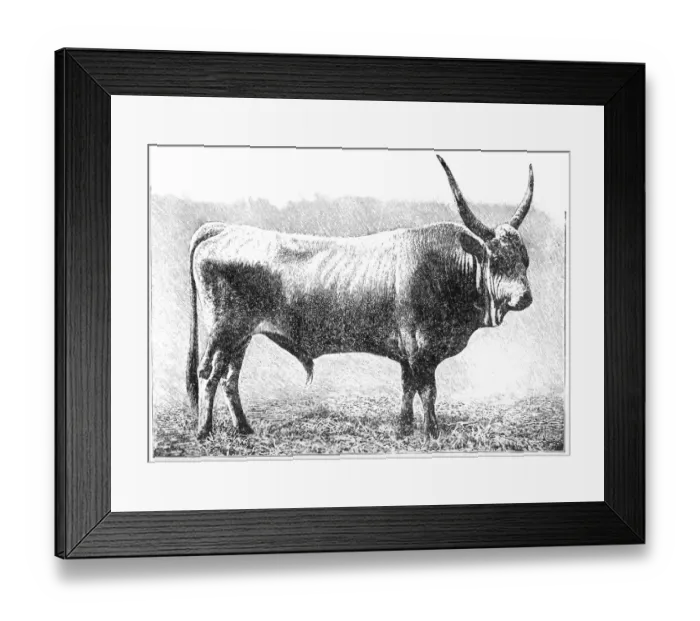 Framed Print : Hungarian bull Framed Print : Hungarian bull