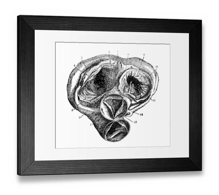 Framed Print : Heart. Illustration of a human heart Framed Print : Heart. Illustration of a human heart