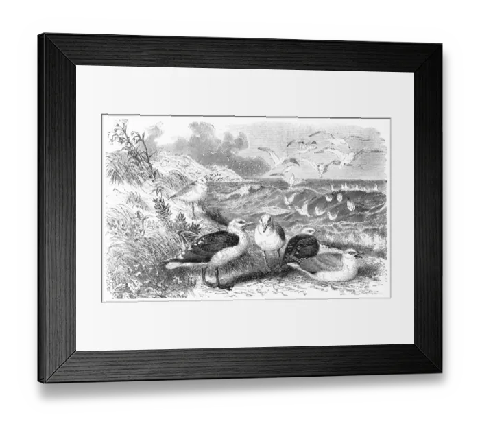 Framed Print : Gulls. Illustration engraving of a European herring gull Framed Print : Gulls. Illustration engraving of a European herring gull