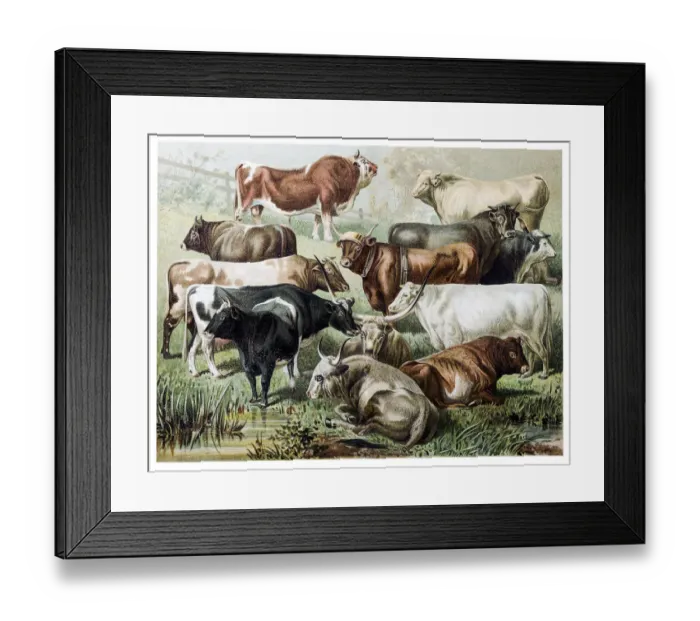 Framed Print : Cattle. Illustration of a cattle species Framed Print : Cattle. Illustration of a cattle species