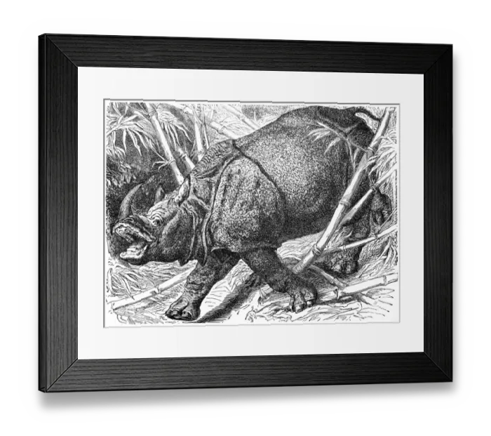 Framed Print : Indian Rhinoceros (Rhinoceros Unicornis) Framed Print : Indian Rhinoceros (Rhinoceros Unicornis)