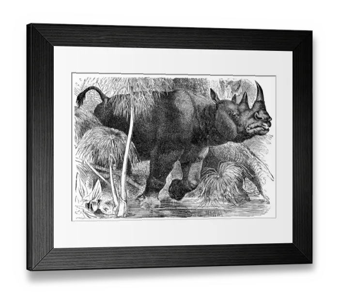 Framed Print : Black rhinoceros (Diceros bicornis) Framed Print : Black rhinoceros (Diceros bicornis)
