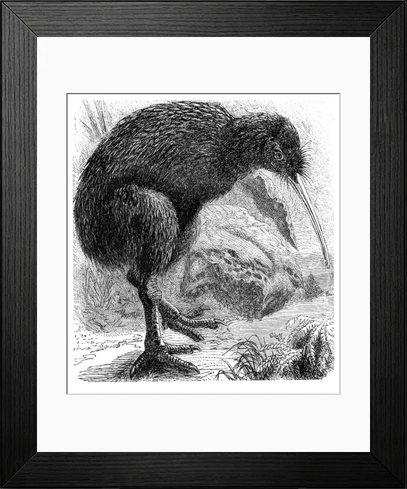 Framed Print : Kiwi (Apteryx Australis)
