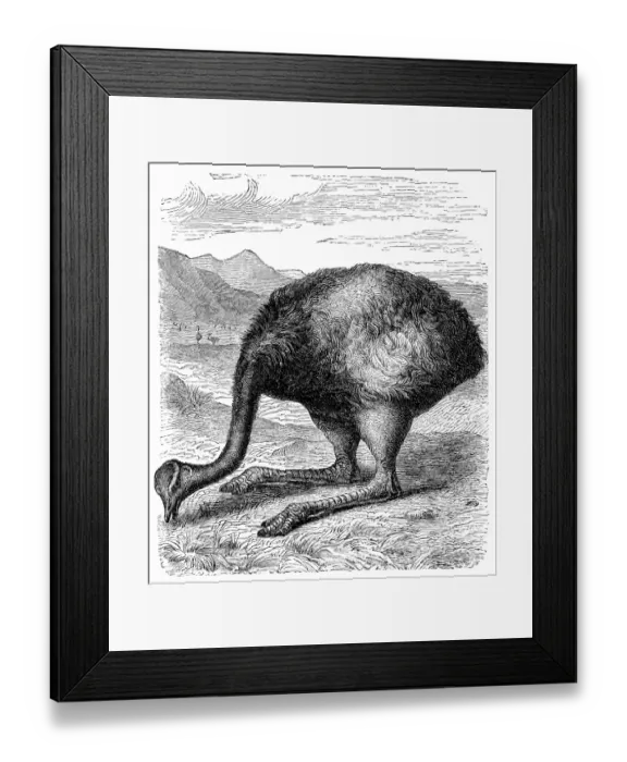 Framed Print : Rhea or nandu bird (rhea americana) Framed Print : Rhea or nandu bird (rhea americana)