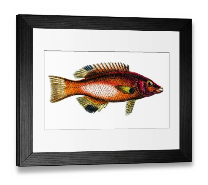 Framed Print : Axilspot hogfish (Cossyphus axillaris) Framed Print : Axilspot hogfish (Cossyphus axillaris)