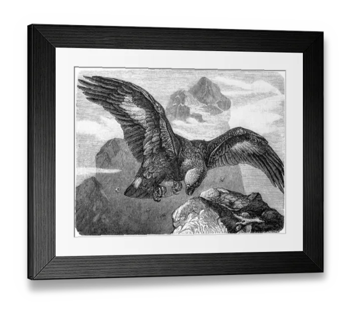 Framed Print : Ring Tailed Eagle (Aquila fulva) Framed Print : Ring Tailed Eagle (Aquila fulva)