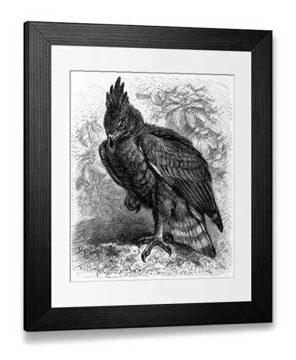 Framed Print : Hooded eagle