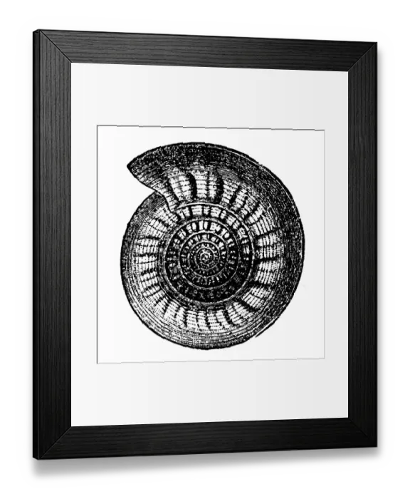 Framed Print : Goniatite. Illustration of a Goniatids, informally Goniatites Framed Print : Goniatite. Illustration of a Goniatids, informally Goniatites