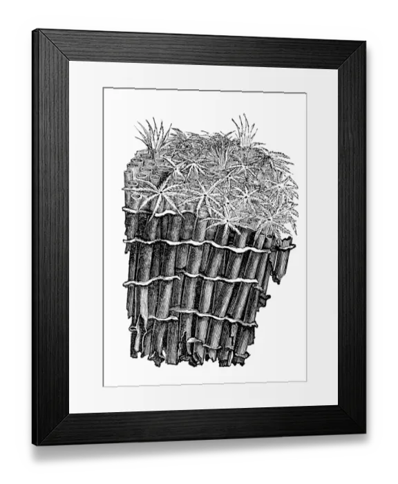 Framed Print : The Organ pipe coral (Tubipora musica) Framed Print : The Organ pipe coral (Tubipora musica)
