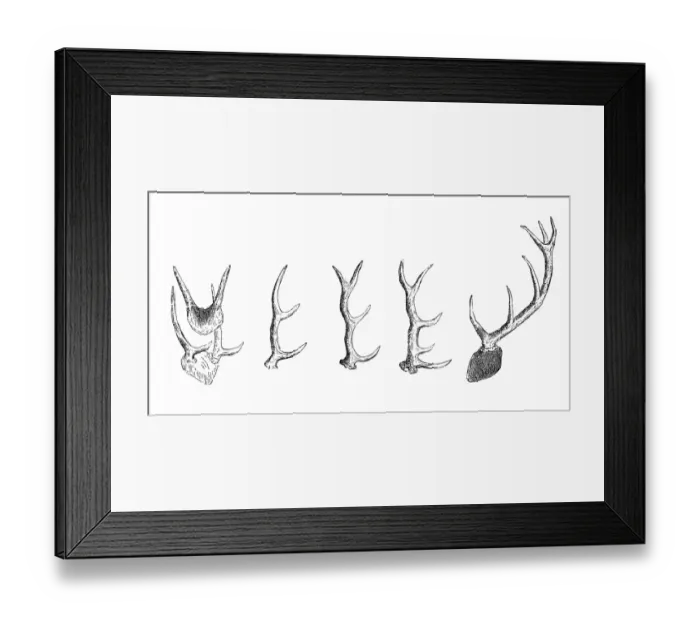 Framed Print : Deer horns Framed Print : Deer horns
