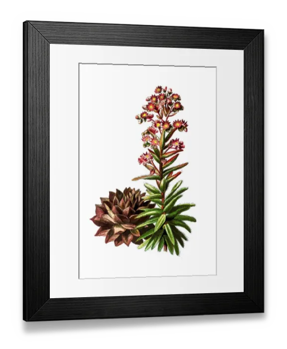 Framed Print : Common houseleek (Sempervivum tectorum) Framed Print : Common houseleek (Sempervivum tectorum)