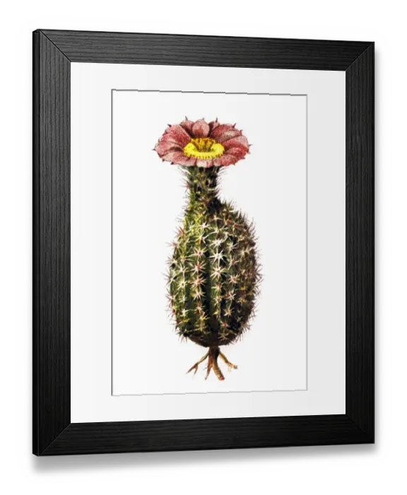 Framed Print : Cereus dasyacanthus Framed Print : Cereus dasyacanthus