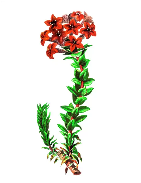 Red crassula (Crassula coccinea)