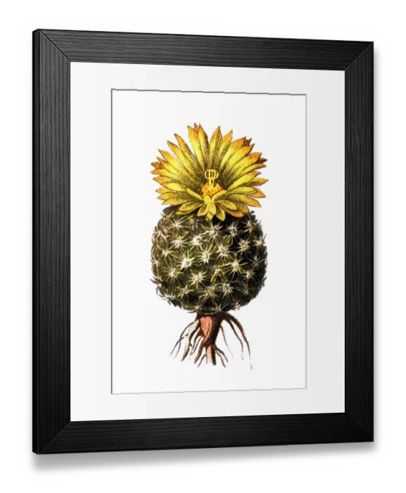 Framed Print : Mammillaria pectinifera Framed Print : Mammillaria pectinifera