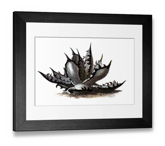 Framed Print : Aloe vera. Illustration of a Aloe vera Framed Print : Aloe vera. Illustration of a Aloe vera