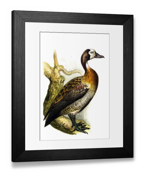 Framed Print : The white-faced whistling duck (Dendrocygna viduata) Framed Print : The white-faced whistling duck (Dendrocygna viduata)