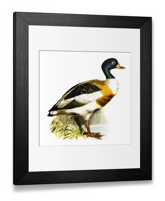 Framed Print : Common Shelduck (Tadorna vulpanser) Framed Print : Common Shelduck (Tadorna vulpanser)