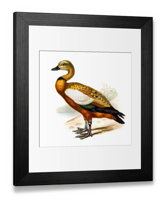 Framed Print : The ruddy shelduck (Tadorna ferruginea) Framed Print : The ruddy shelduck (Tadorna ferruginea)