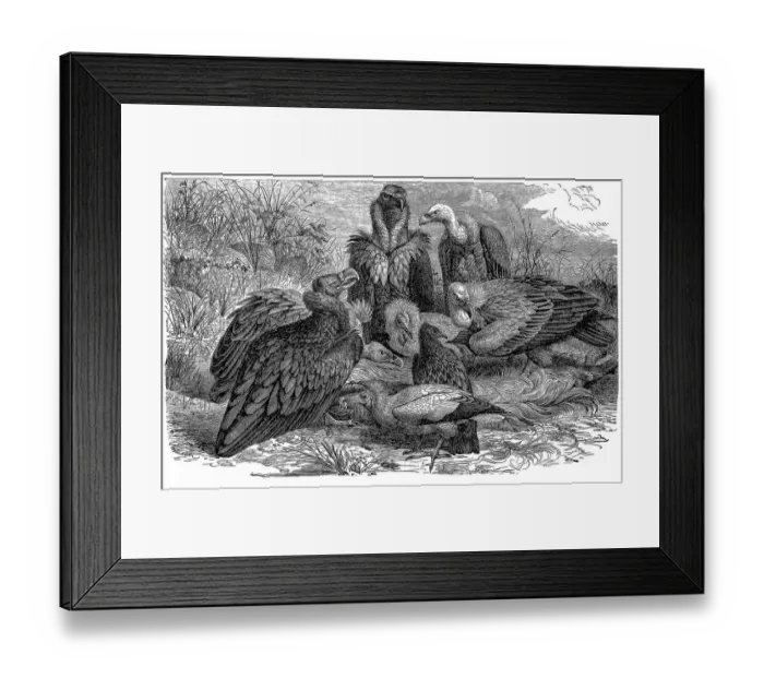 Framed Print : Southern European vultures Framed Print : Southern European vultures