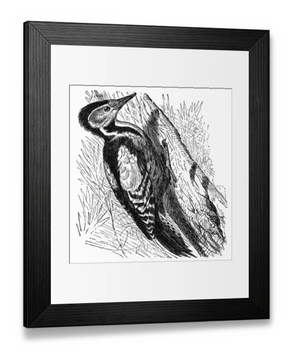 Framed Print : The great spotted woodpecker (Dendrocopos major)