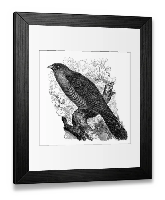 Framed Print : Common Cuckoo (Cuculus canorus) Framed Print : Common Cuckoo (Cuculus canorus)
