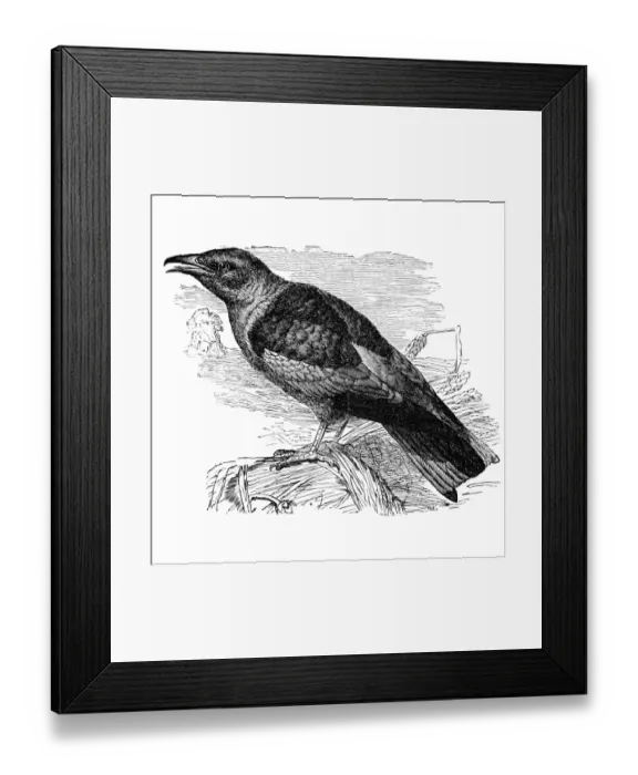 Framed Print : European Roller (Coracias Garrulus) Framed Print : European Roller (Coracias Garrulus)