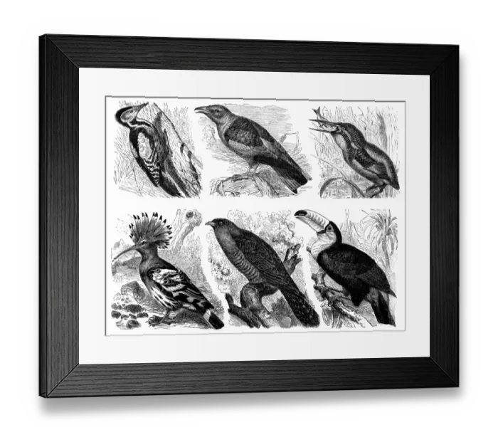 Framed Print : Paradise birds