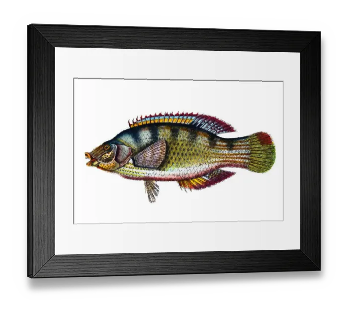 Framed Print : Corkwing wrasse (Symphodus bailloni) Framed Print : Corkwing wrasse (Symphodus bailloni)