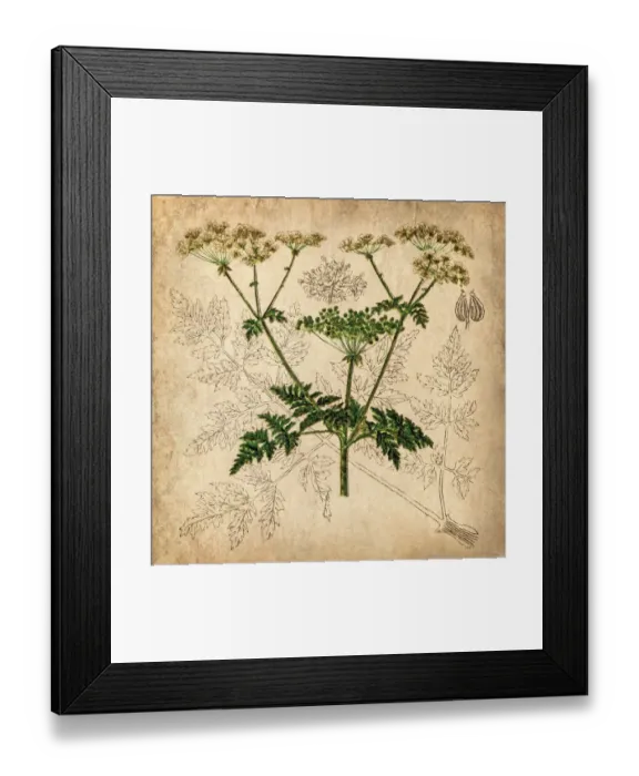 Framed Print : Parsnip, Coriander, Hartwort, Poison hemlock (Conium maculatum) Framed Print : Parsnip, Coriander, Hartwort, Poison hemlock (Conium maculatum)