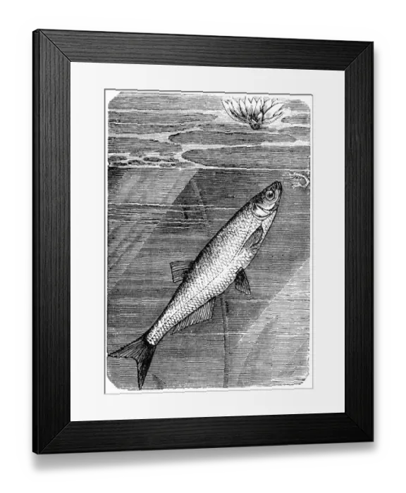 Framed Print : Sichel, asp and common nase (Aspius aspius) Framed Print : Sichel, asp and common nase (Aspius aspius)