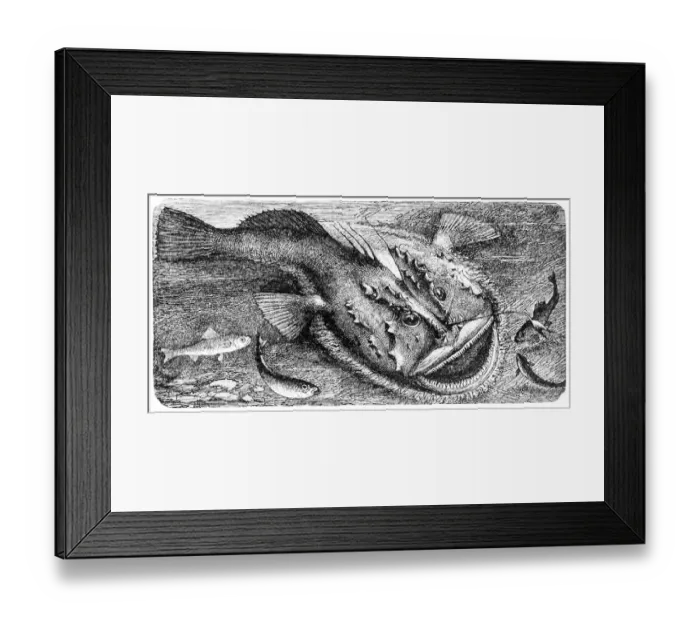 Framed Print : Angler (Lophius piscatorius) Framed Print : Angler (Lophius piscatorius)
